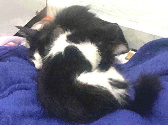 Gato para adoção Fêmea Pequeno 2 a 6 meses