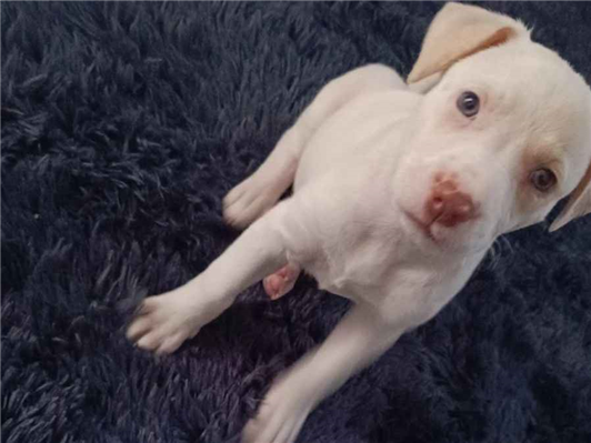 Cachorro cão para adoção Fêmea Médio  2 a 6 meses 