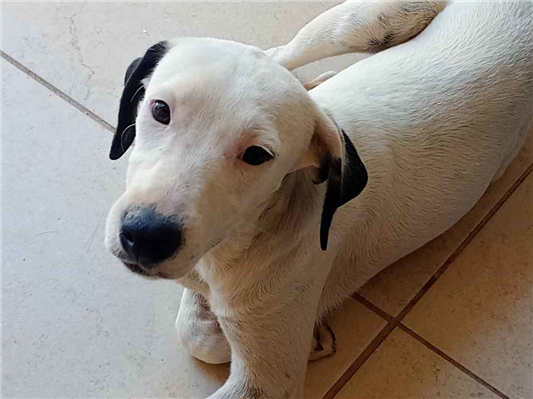 Cachorro cão para adoção Ambos Médio  7 a 11 meses 