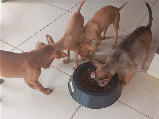 Cachorro cão para adoção Ambos Médio  2 a 6 meses 