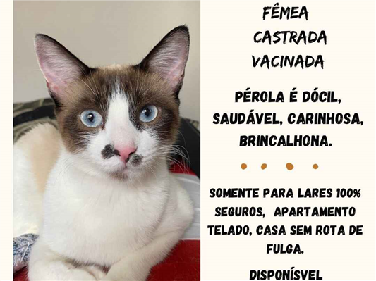 Gato para adoção Fêmea Pequeno 1 ano