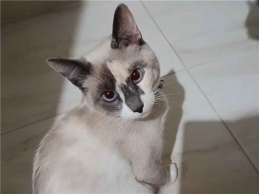 Gato para adoção Fêmea Médio 1 ano