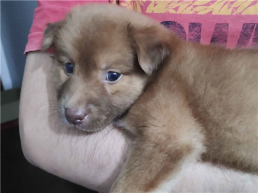 Cachorro cão para adoção Macho Médio  2 a 6 meses 