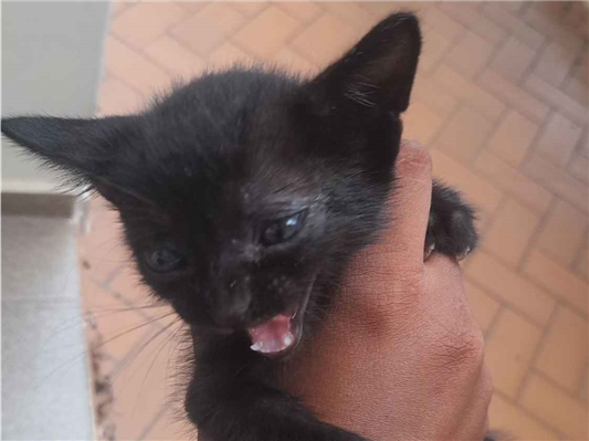 Gato - Fêmea PequenoAbaixo de 2 meses