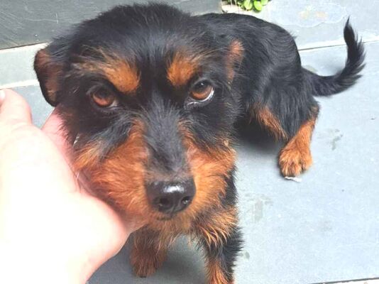 Cachorro cão para adoção Fêmea Pequeno 3 anos 