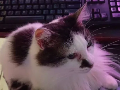 Gato SRD-ViraLata Pequeno 5-anos