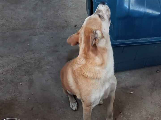 Cachorro cão para adoção Ambos Médio  3 anos 