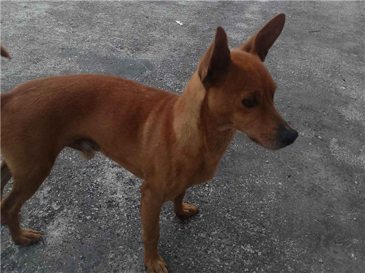 Cachorro cão para adoção Macho Médio  2 anos 