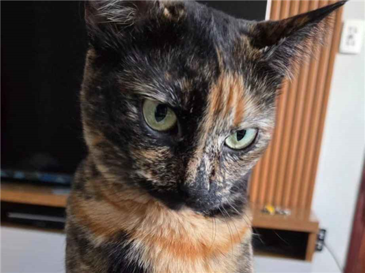 Gato Procura-Perdido Fêmea Pequeno 2 anos 