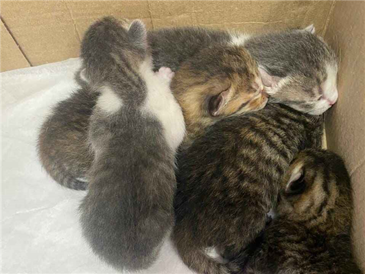 Gato - Ambos PequenoAbaixo de 2 meses