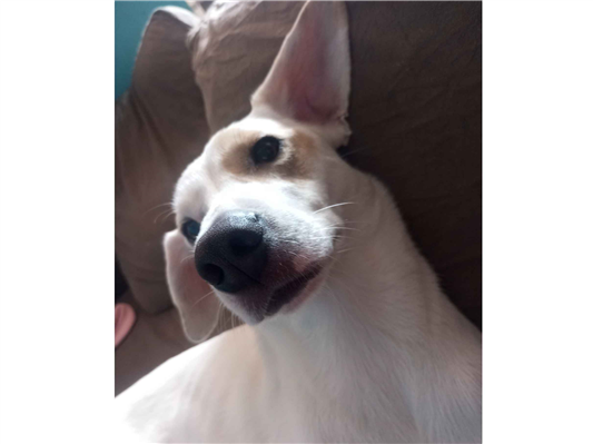 Cachorro cão para adoção Macho Médio  2 anos 