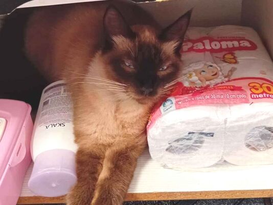 Gato Procura-Perdido Fêmea Pequeno 1 ano 