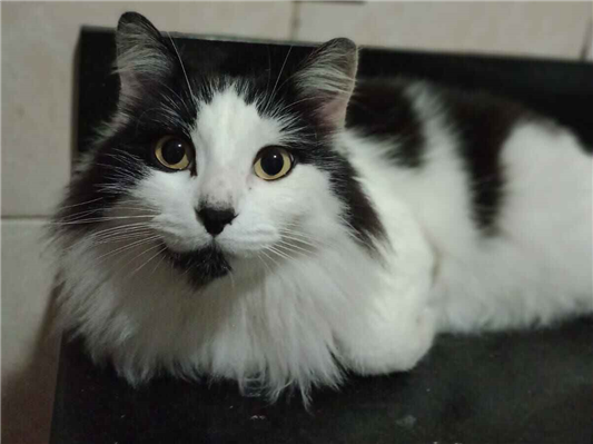 Gato Procura-Perdido Macho Médio 6 anos Acima 