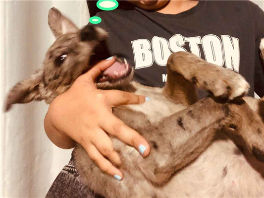 Cachorro cão para adoção Fêmea Médio  2 a 6 meses 