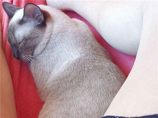 Gato para adoção Macho Grande 1 ano