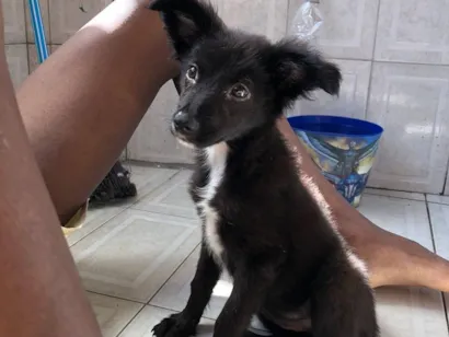 Cao SRD-ViraLata Pequeno 2-a-6-meses