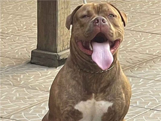Cachorro cão para adoção Macho Grande 1 ano 