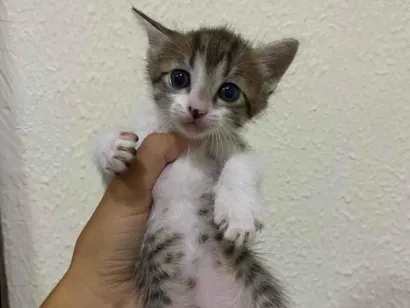 Gato SRD-ViraLata Pequeno 2-a-6-meses