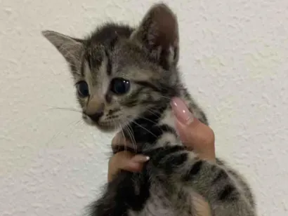 Gato SRD-ViraLata Pequeno 2-a-6-meses