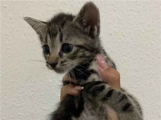Gato para adoção Ambos Pequeno 2 a 6 meses