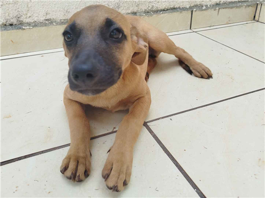 Cachorro cão para adoção Fêmea Médio  2 a 6 meses 
