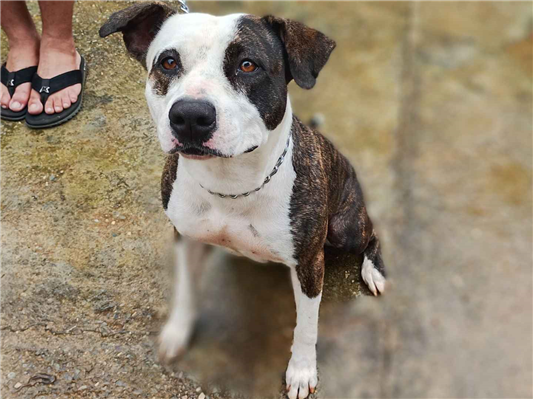 Cachorro cão para adoção Fêmea Médio  1 ano 
