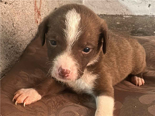 Cachorro cão para adoção Ambos Médio  2 a 6 meses 