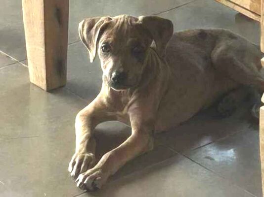 Cachorro cão para adoção Fêmea Médio  2 a 6 meses 