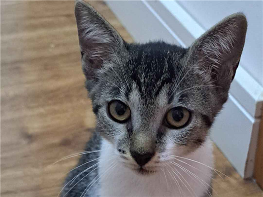 Gato para adoção Fêmea Pequeno 2 a 6 meses