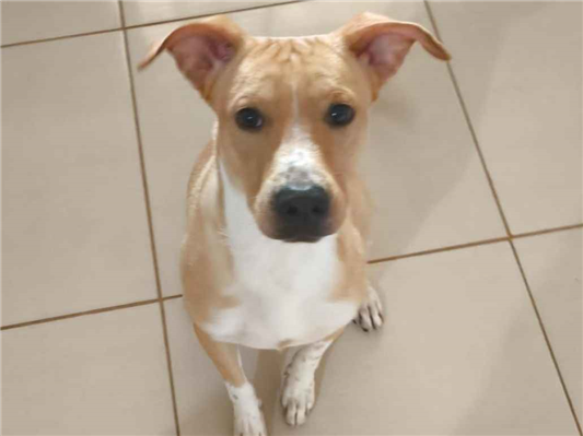 Cachorro cão para adoção Macho Médio  7 a 11 meses 