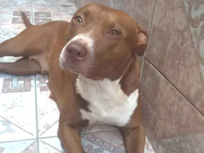 Cao Pit-Bull Pequeno 5-anos