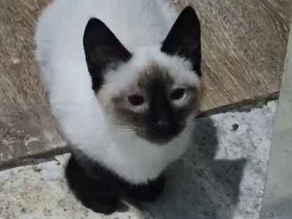 Gato para adoção Fêmea Pequeno 2 a 6 meses