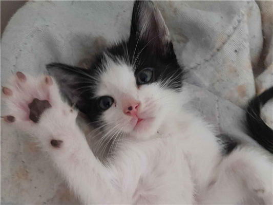 Gato para adoção Ambos Pequeno 2 a 6 meses