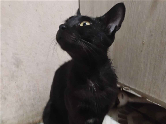 Gato para adoção Fêmea Pequeno 7 a 11 meses