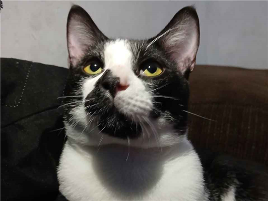 Gato para adoção Macho Médio 1 ano