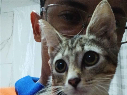 Gato para adoção Fêmea Pequeno Abaixo de 2 meses