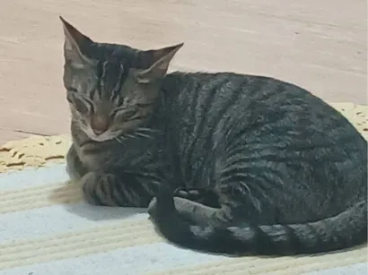 Gato SRD-ViraLata Medio 2-a-6-meses