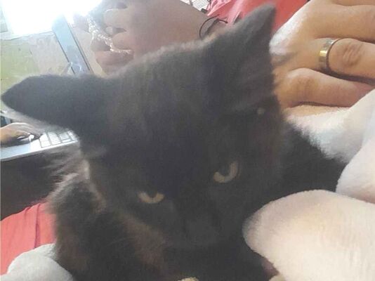 Cachorro cão para adoção Fêmea Pequeno 2 a 6 meses 