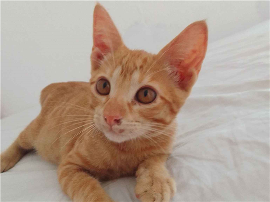 Gato para adoção Macho Pequeno 2 a 6 meses