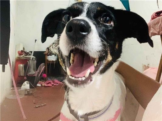 Cachorro cão para adoção Fêmea Médio  3 anos 