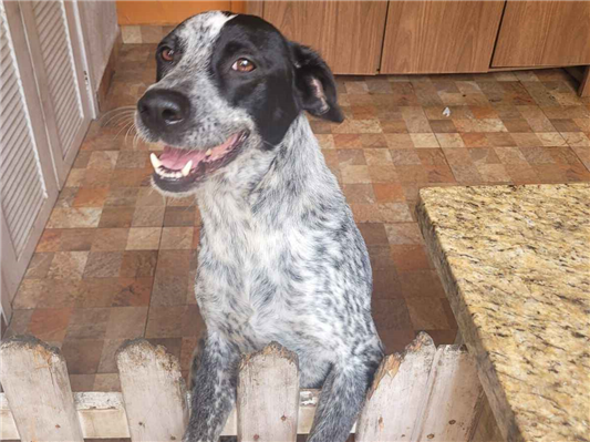 Cachorro cão para adoção Fêmea Grande 3 anos 
