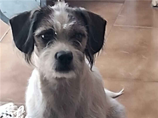 Cachorro cão para adoção Fêmea Médio  7 a 11 meses 