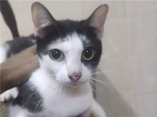 Gato Procura-Perdido Macho Médio 3 anos 