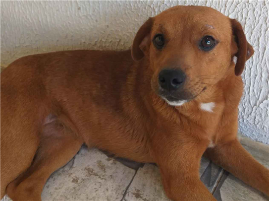 Cachorro cão para adoção Fêmea Médio  1 ano 