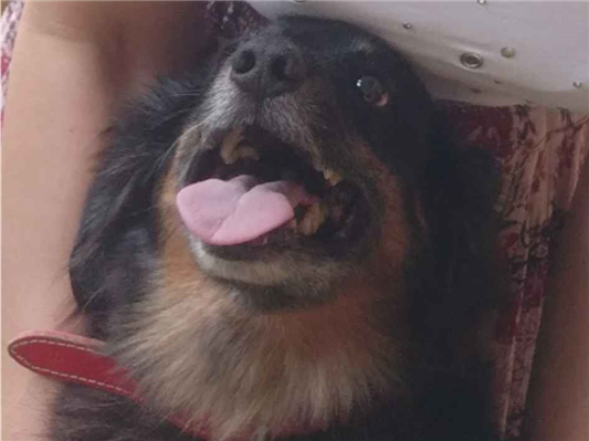 Cachorro cão para adoção Macho Médio  5 anos 