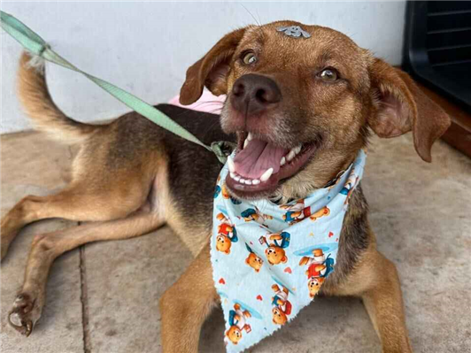 Cachorro cão para adoção Macho Médio  2 anos 
