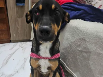 Cao SRD-ViraLata Medio 2-anos