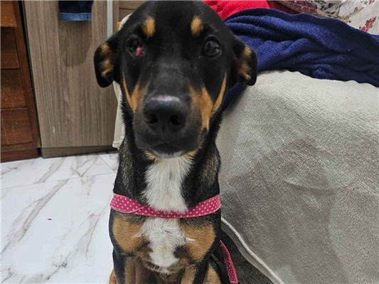 Cachorro cão para adoção Fêmea Médio  2 anos 