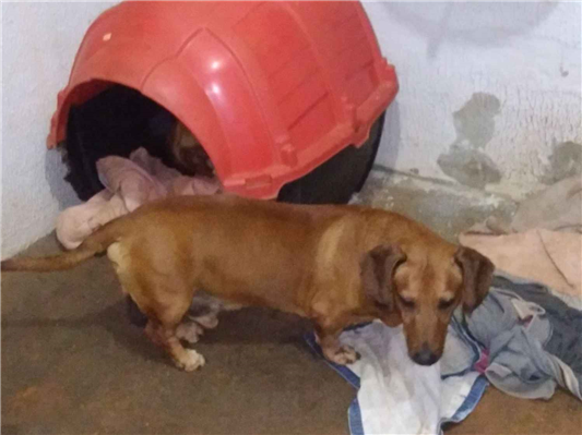 Cachorro cão para adoção Fêmea Médio  4 anos 