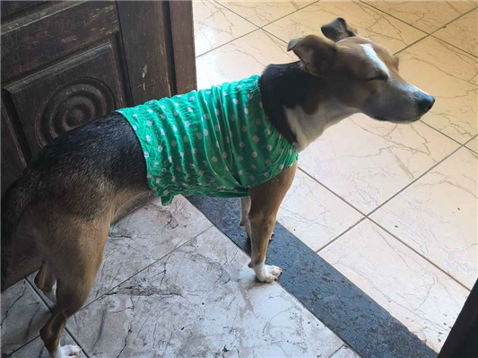 Cachorro cão para adoção Fêmea Médio  1 ano 